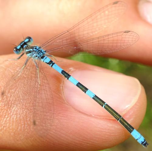 Réf. 359 401 : Coenagrion scitulum
